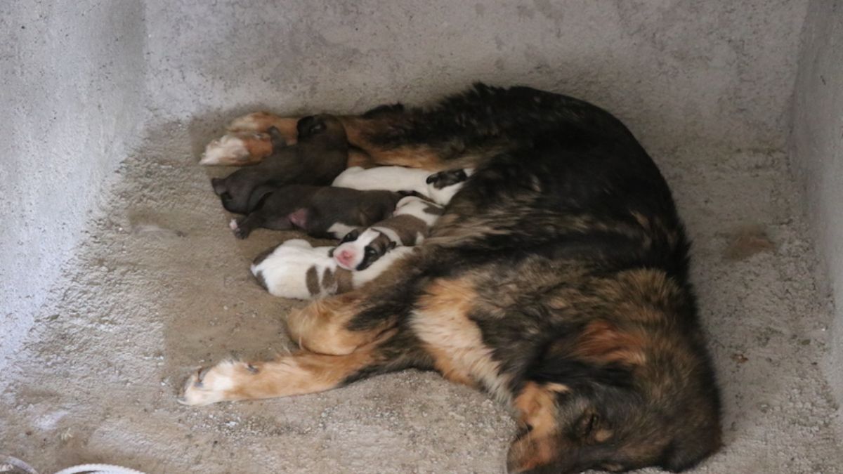 Köpek ve yavrularını rahatsız etmemek için ev inşaatını durdurdu