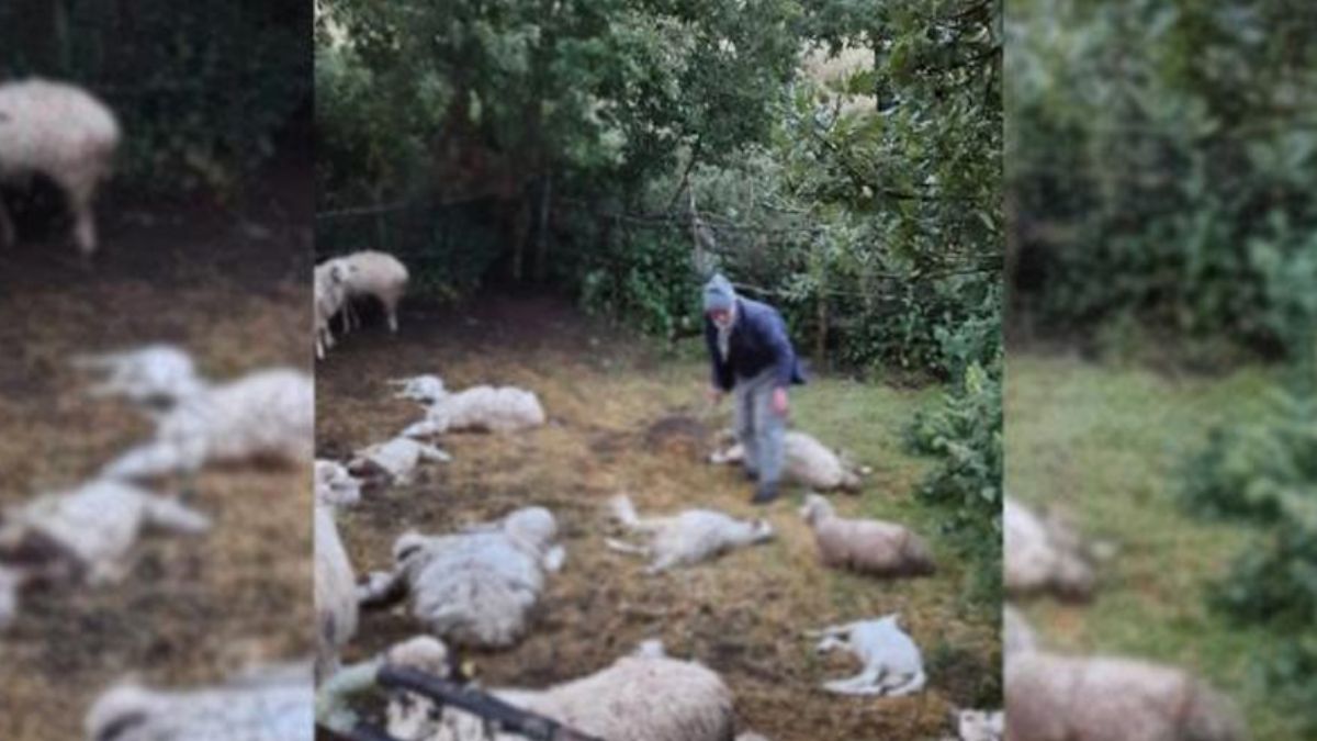 Amasya'da kurtların saldırdığı ağılda 35 hayvan telef oldu