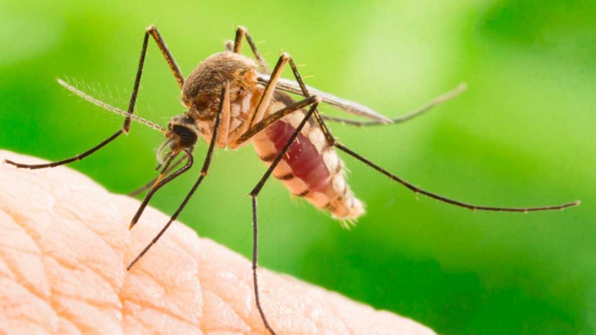 Sivrisineğe kesin çözüm nedir? Sinek gelmemesi için ne yapmalı? Evde doğal sivrisinek kovucu nasıl yapılır?