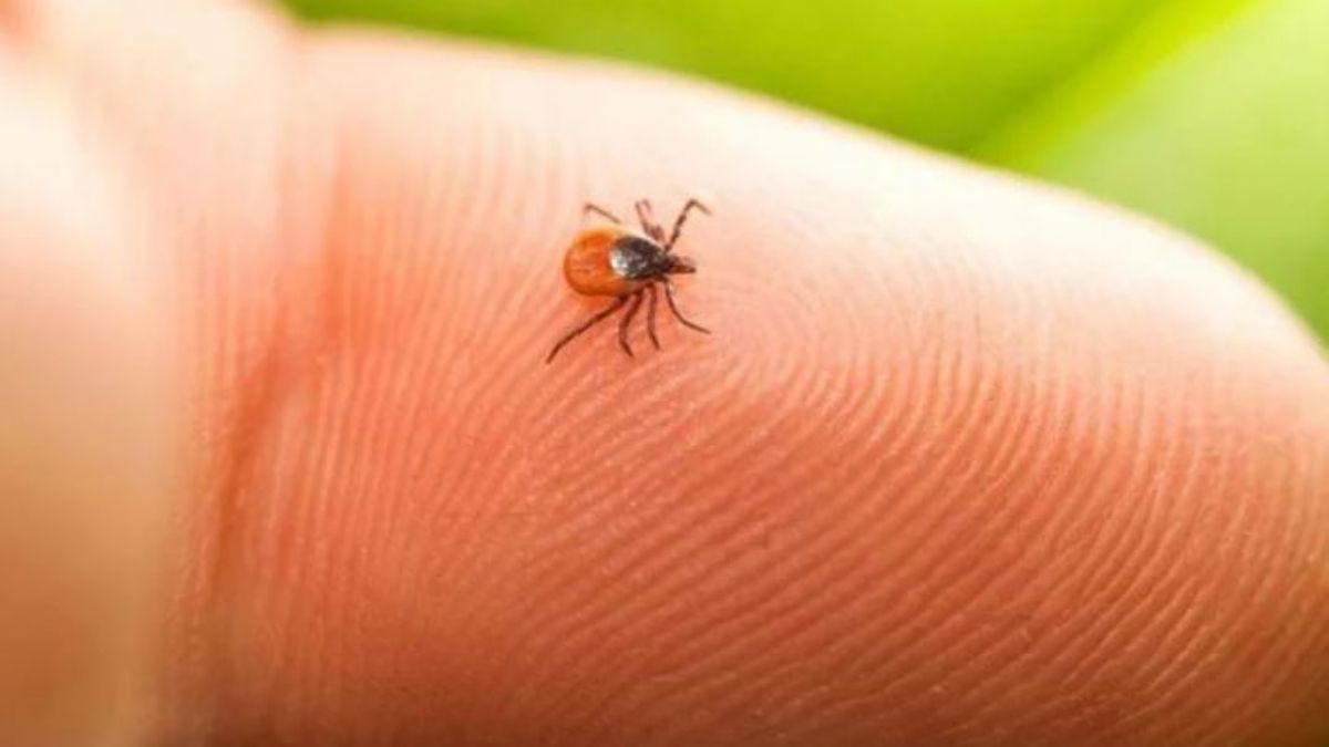 Kene ne kokusuna gelmez? Keneye karşı nasıl korunabiliriz? Kene yapıştığında ne yapılmalı?