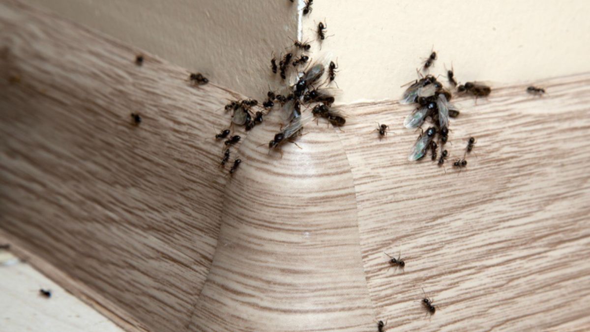 Bu yöntemle 5 dakikada karınca istilasından kurtulun!