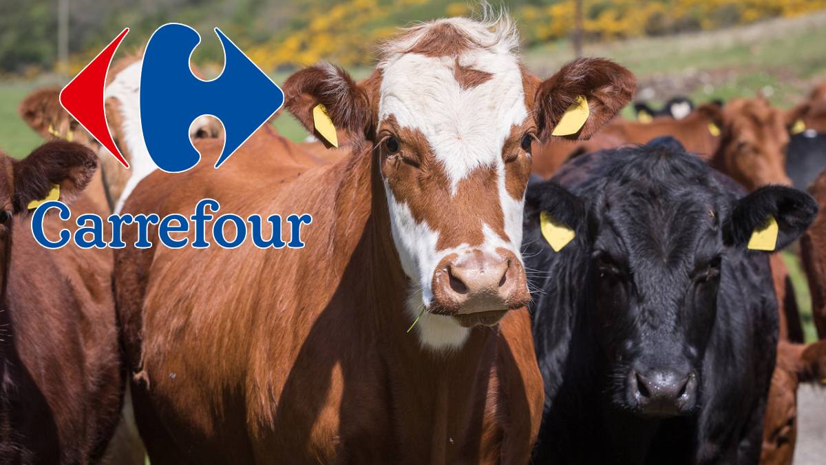 Carrefour kurban fiyatları ne kadar 2022? Carrefour büyükbaş hisse ne kadar? 2022 büyükbaş küçükbaş, koç, kıvırcık ne kadar kaç kg? Karfur kurban 7/1 hisse kaç kilo?