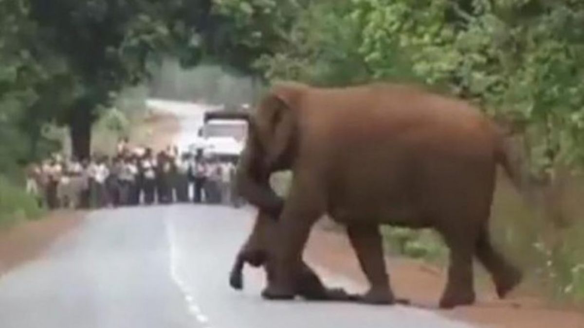 Hindistan bu vahşi fili konuşuyor!