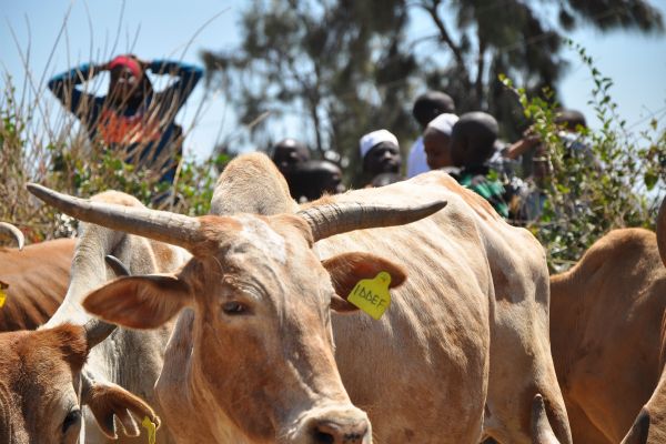 Kuraklık yaşayan ülkelere hayırseverlerin kurbanı ulaşacak