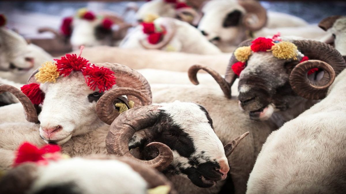 Kurban bayramı tatili kaç gün? 2022 Kurban bayramı 4 gün mü, 9 gün mü?