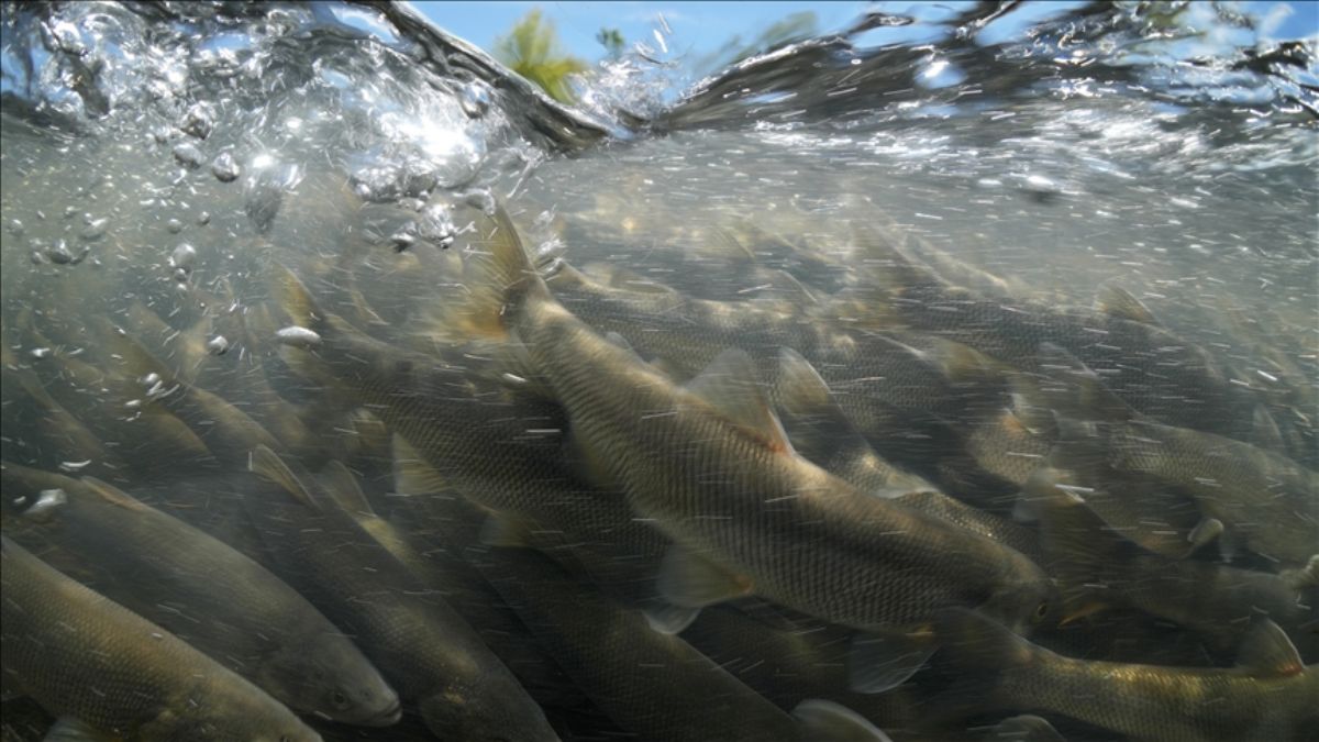İnci kefalinin zorlu yolculuğu su altı kamerasında