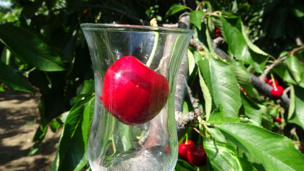 Çay bardağına sığmayan 'Lapseki devi' tezgahlarda