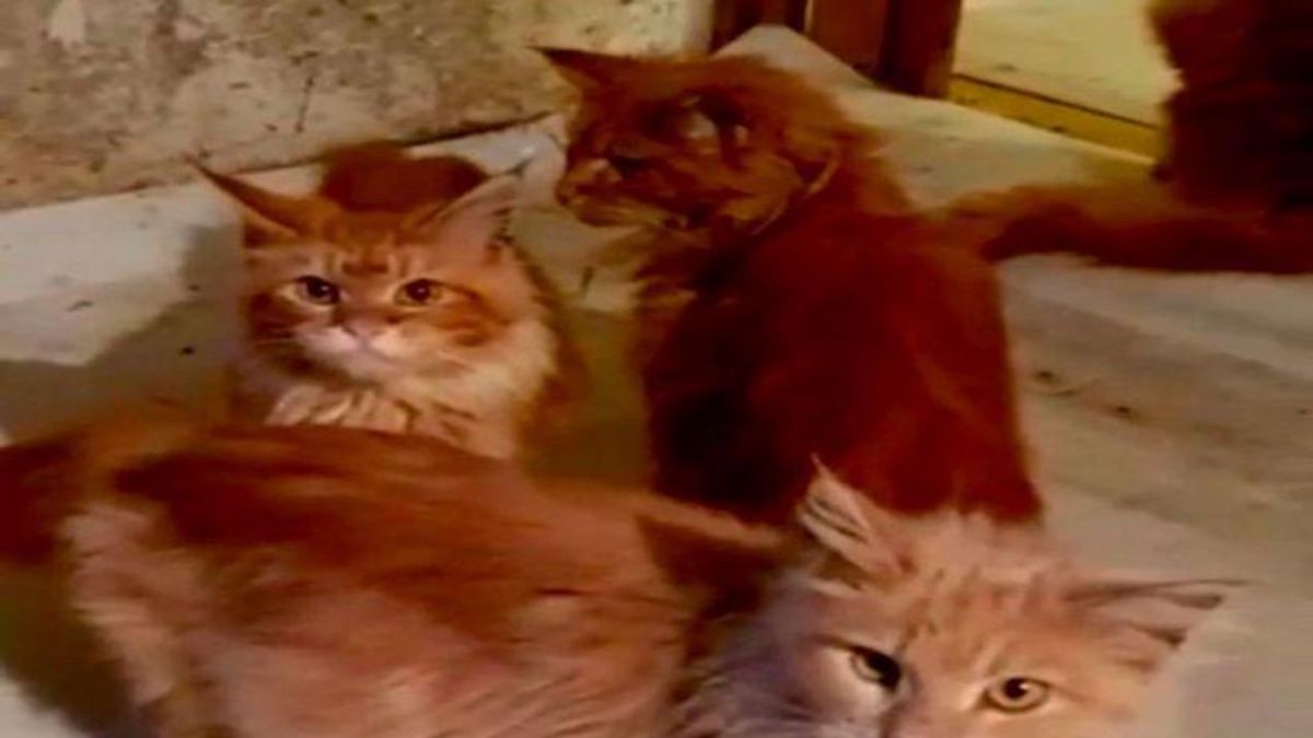 Evinde hayatını kaybeden bir kadın baktığı 20 kedi tarafından yendi