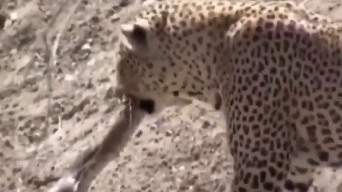 Leoparın gözüne kestirdiği piton av olmaktan kurtulamadı