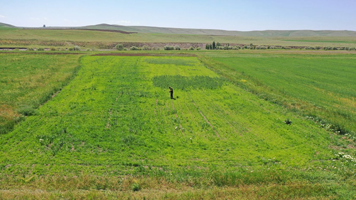 Taner öğretmen Ağrı'da ekilmeyen arazileri tarıma kazandırdı