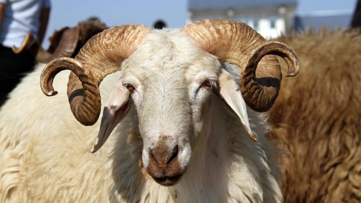 Kurbanlıkların İstanbul'a giriş tarihi açıklandı