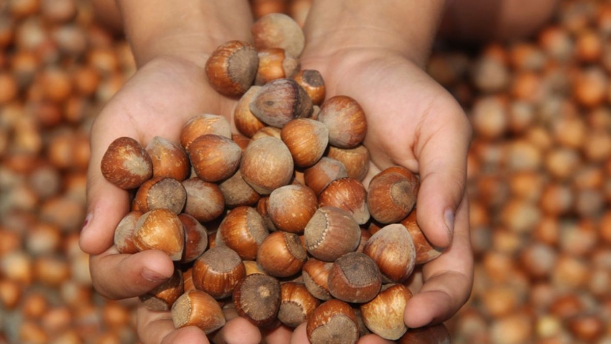 Giresunluları sevindiren haber: 'Tombul fındık' AB tarafından tescillendi