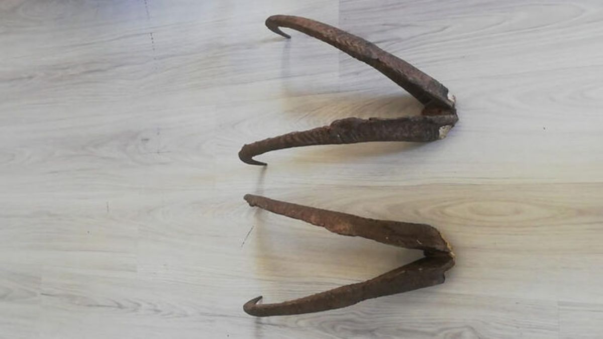 Evdeki dağ keçisi boynuzuna 513 bin lira ceza