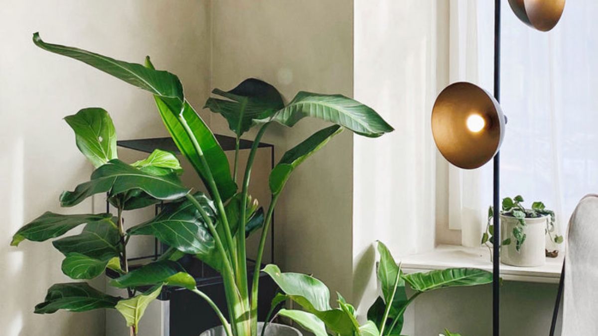 Çiçek toprağı neden sineklenir? Çiçek toprağı sineklenmesine ne iyi gelir? Saksı sineği için ilaç kullanılır mı?