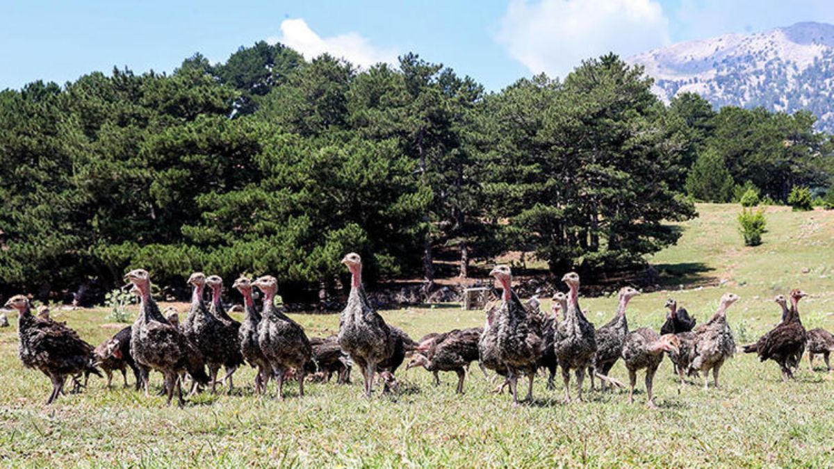 'Hindi ordusu', istilacı çekirgelerin yarısını yok etti