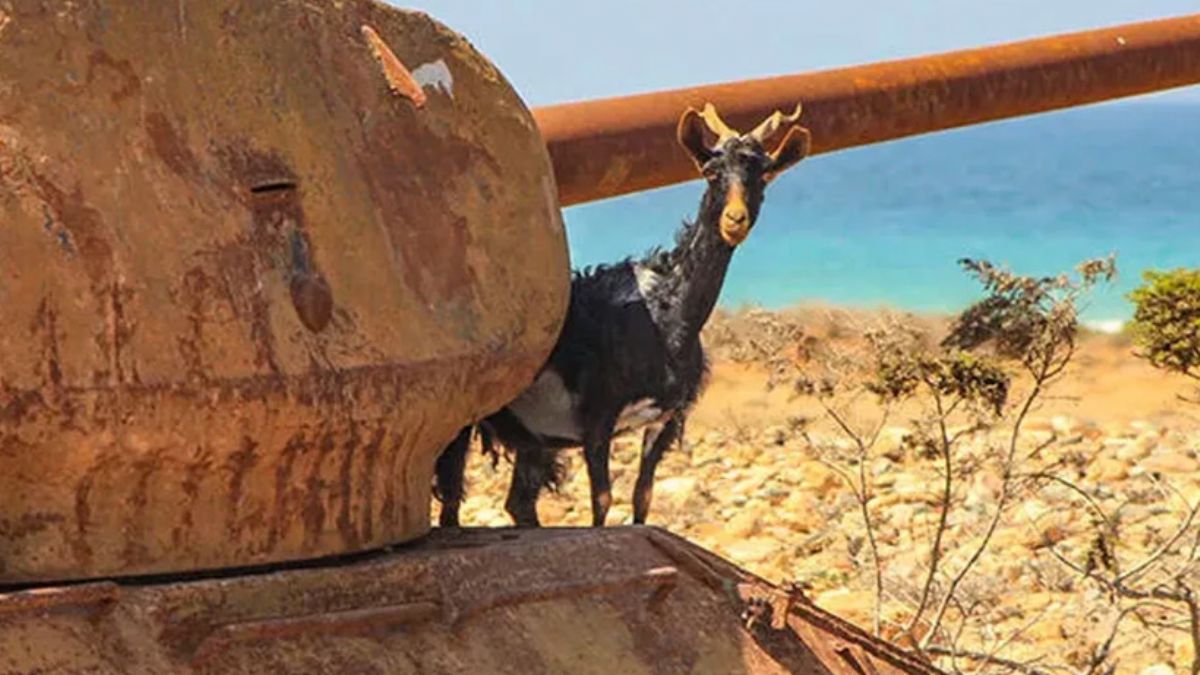 Kiev’in yeni efsanesi ''keçi'': Bombaları patlattı, onlarca Rus askeri yaralandı