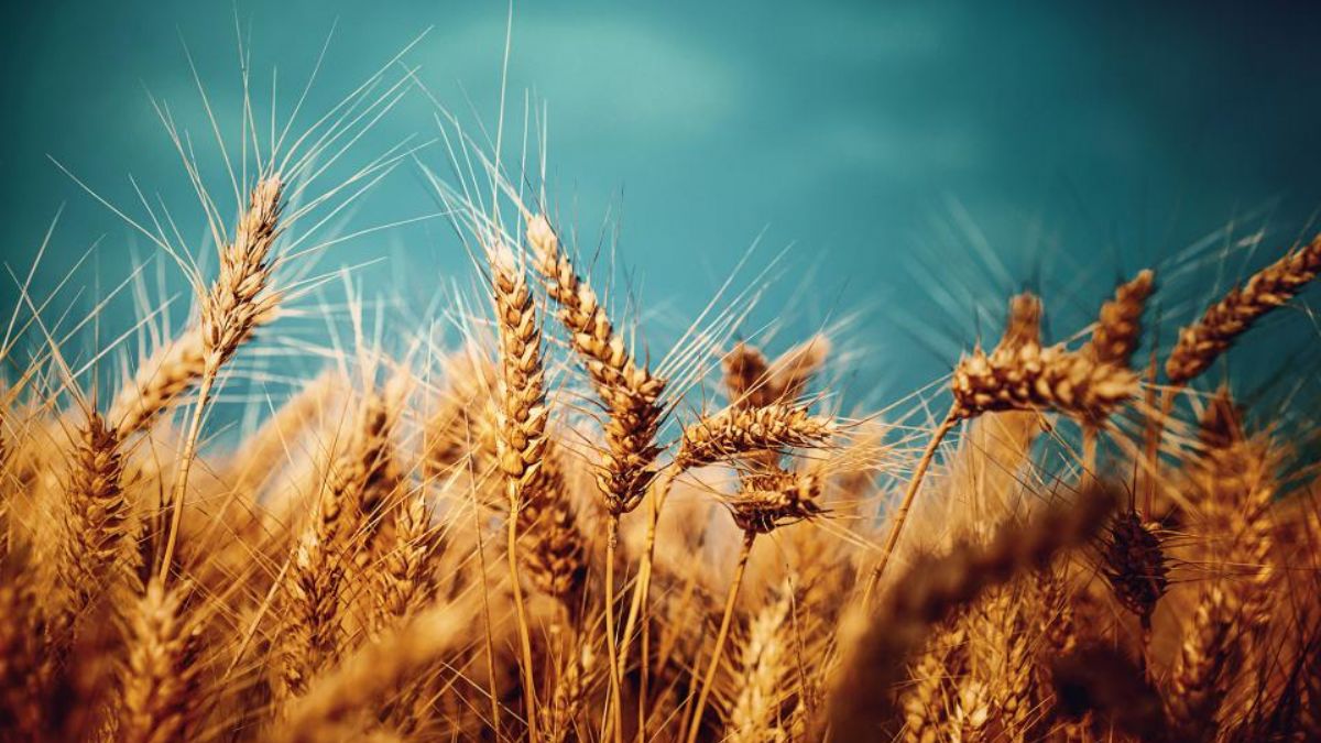 Putin'den tahıl ve gübre açıklaması