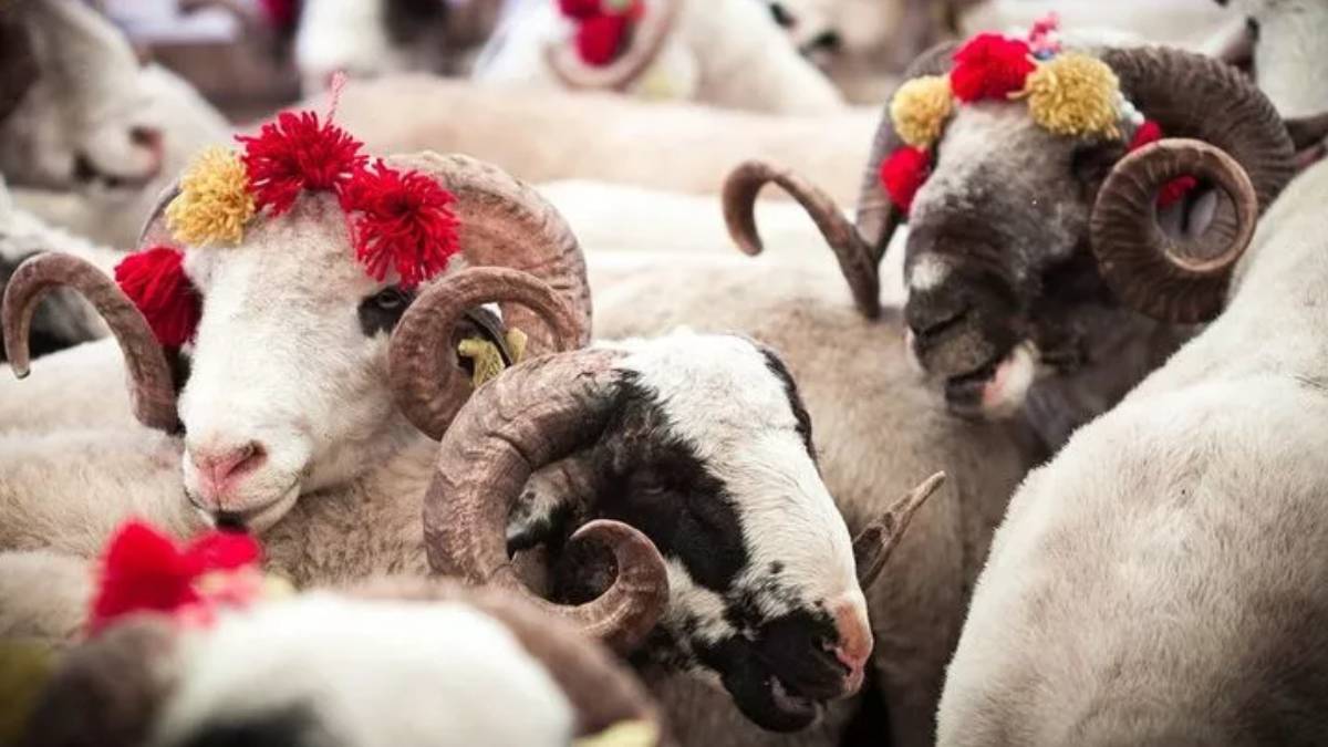 Kurban bayramı ilk günü hangi güne denk geliyor? Kurban bayramı tatili 9 gün mü? Kurban bayramı 2022 ne zaman?