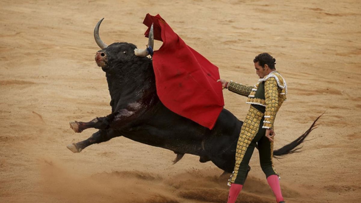 Boğa güreşi izlerken canlarından oldular!