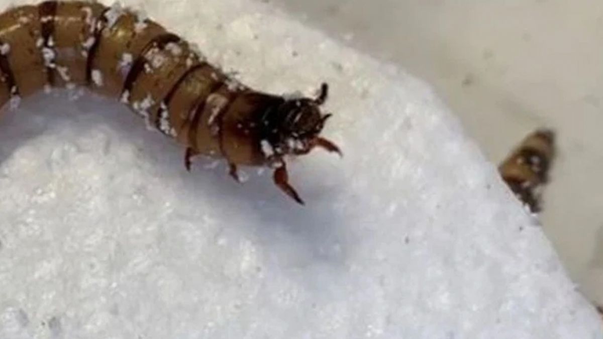 Dünya'yı kirleten plastiğe karşı 'süper solucan' silahı!