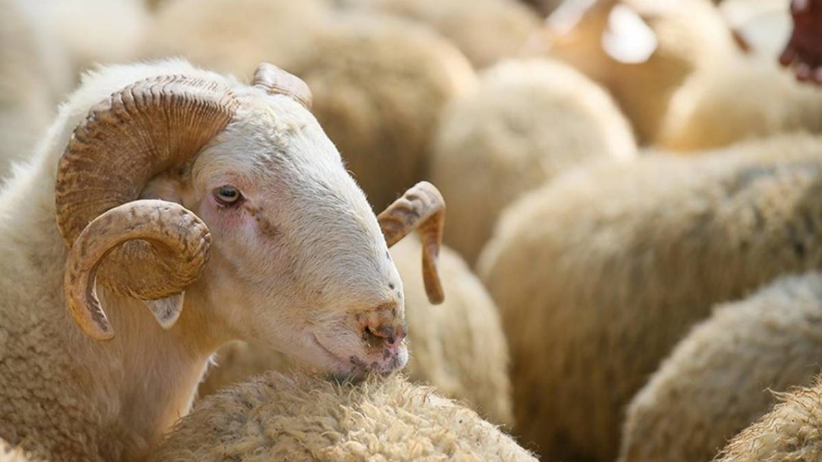 Özel sektör çalışanlarına Kurban bayram tatili kaç gün? Özel sektöre bayram tatili 9 gün mü? 9 gün tatil özel sektör için geçerli mi?