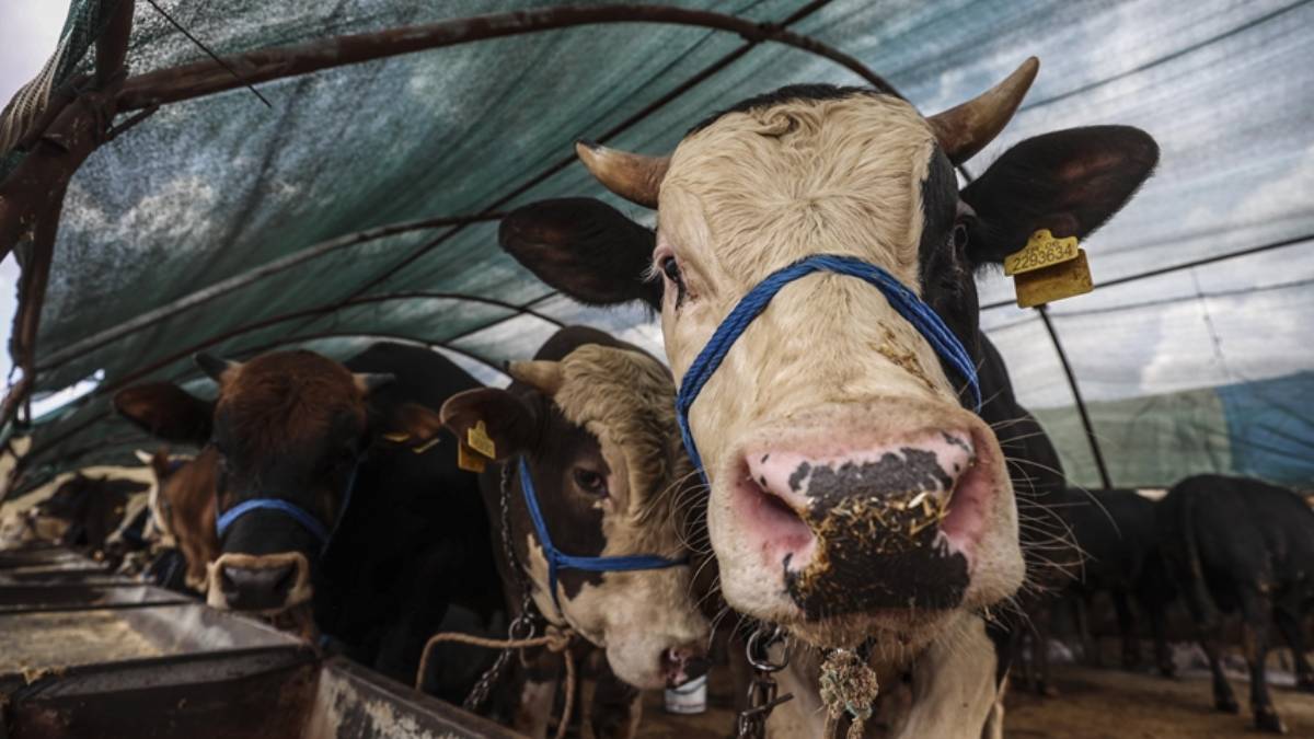 Özel sektöre kurban bayramı kaç gün tatil? Özel sektörde çalışanlar bayramda kaç gün izinli?
