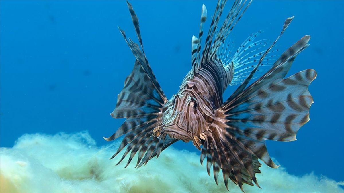 Fotoğrafını çekmek için yurtdışından geliyorlar