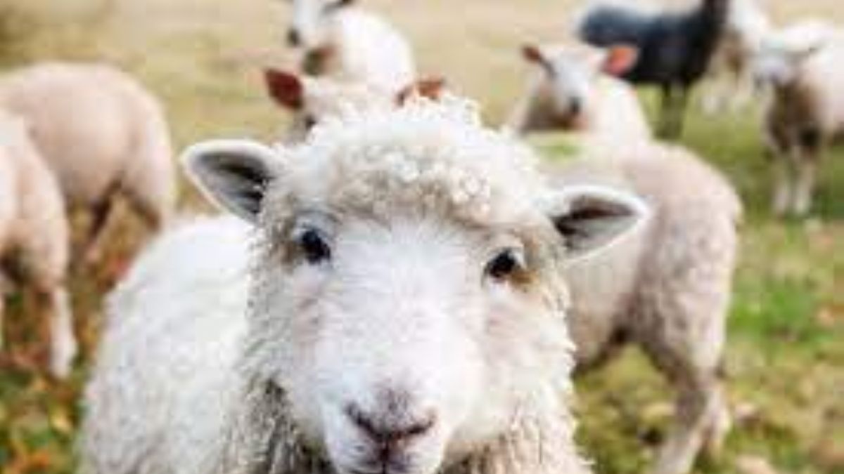 Kurban kesilirken hangi dua okunur? Kurban duası hangisi? Kurban kesilirken besmele çekmesek kurban kabul olur mu?