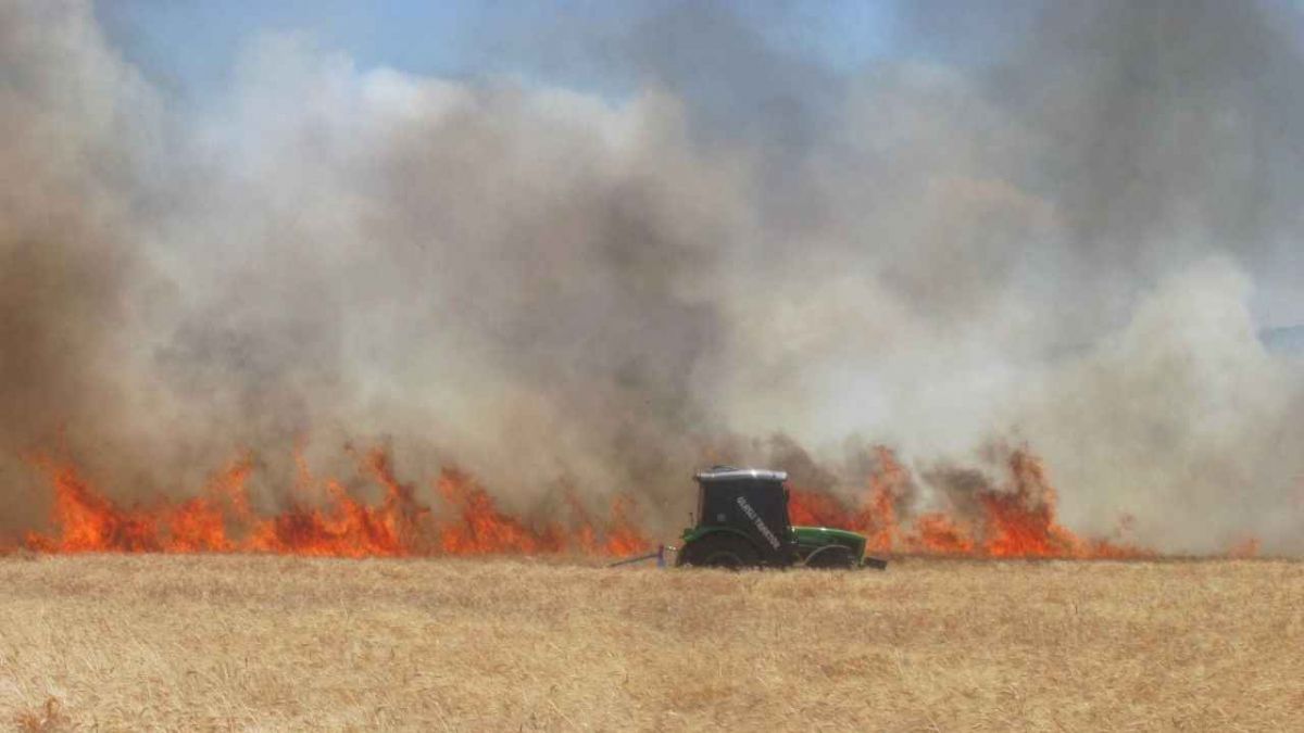 Buğday tarlalarını kim yakıyor?