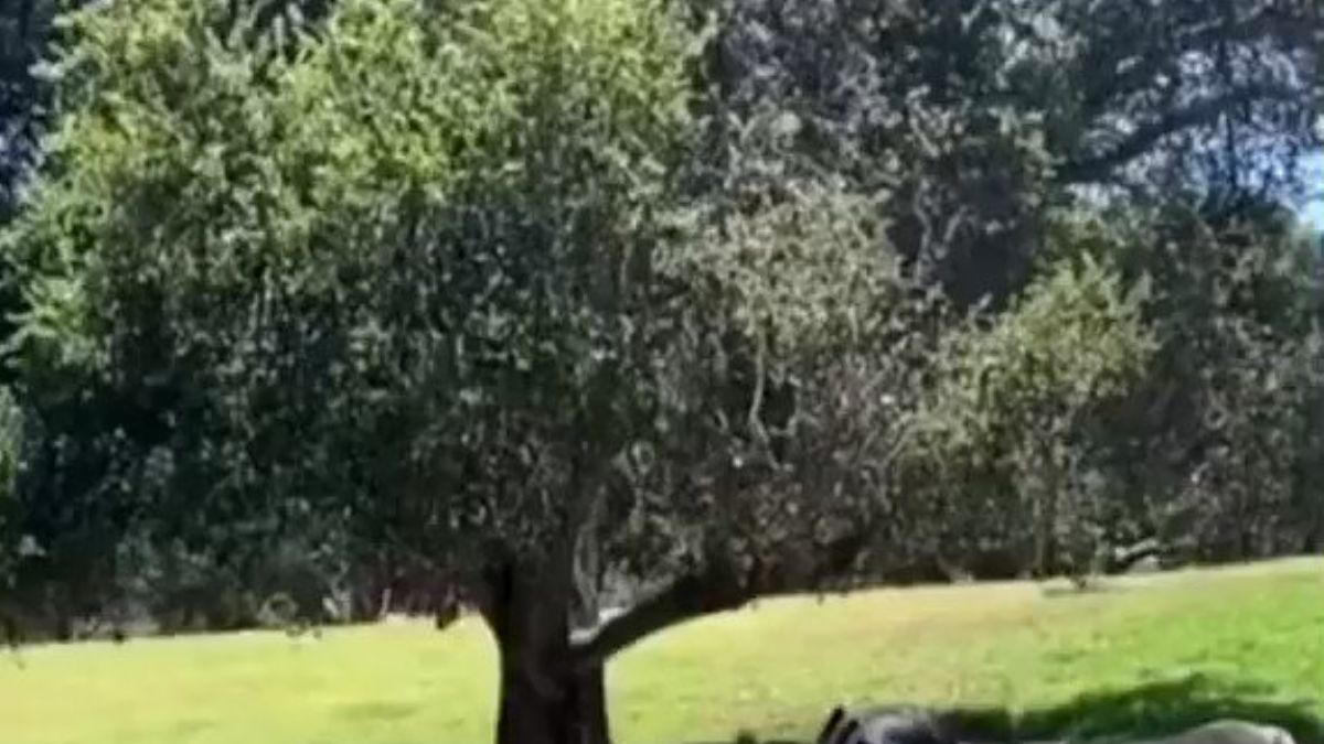 Kendisine yaklaşılmasından hoşlanmayan bir lama