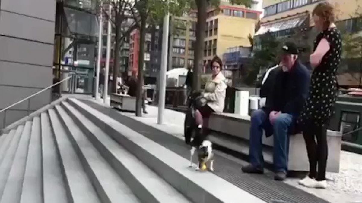 Köpeklerde yalnızlıktan sıkılabilir! Tek başına oyun oynayan köpek