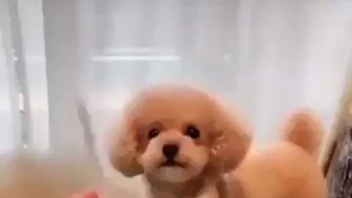 Bu köpek zekasıyla herkesi hayran bırakıyor