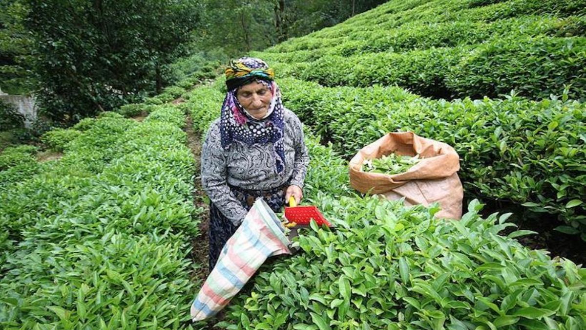 ÇAYKUR'dan yaş çay budama bedellerine ödeme