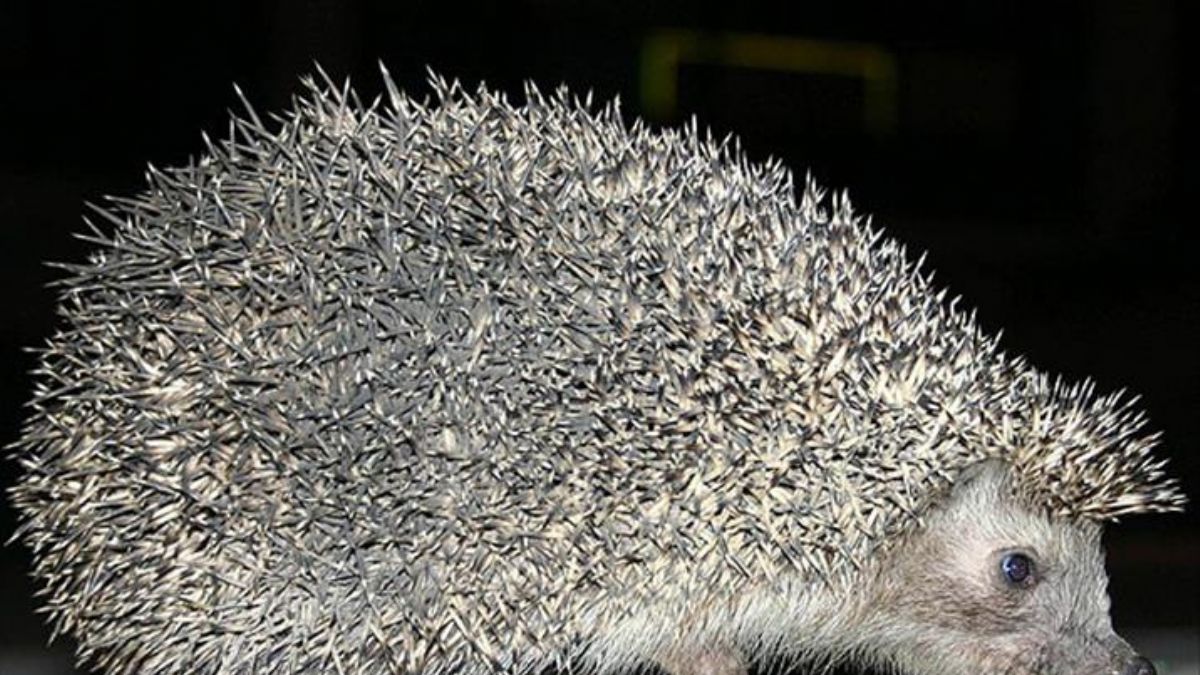 Yeni Zelanda'da sıçanlar ve kirpiler yok edilecek