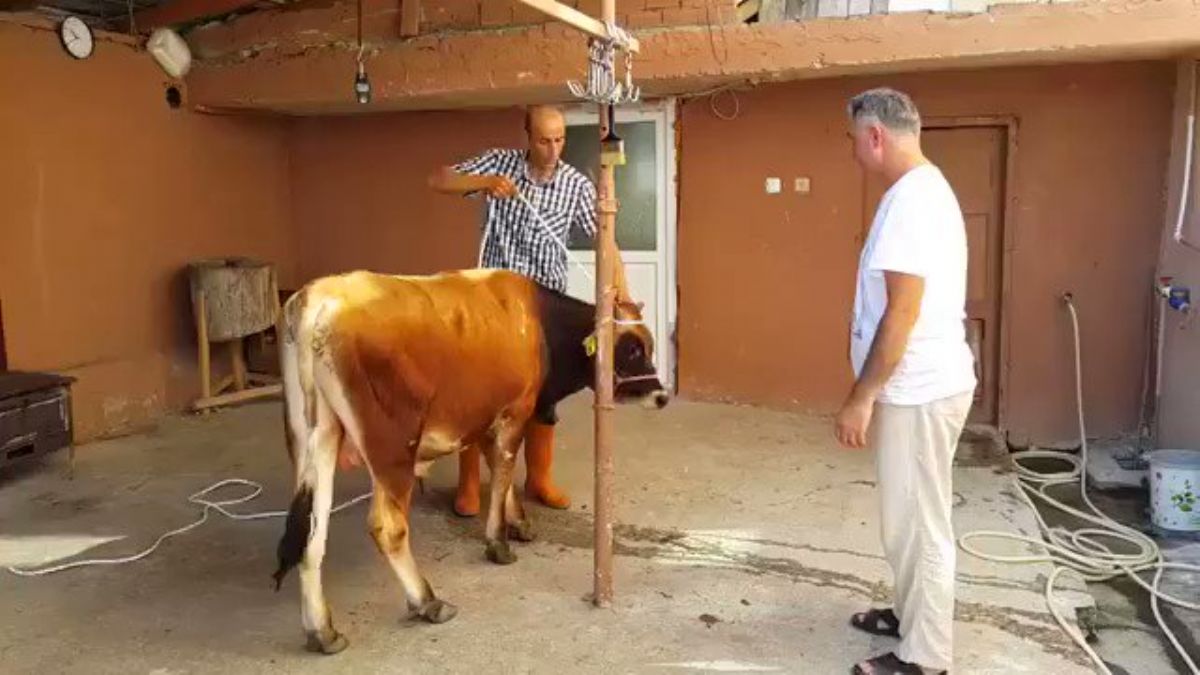 Kurban yatırmada Rueff tekniği