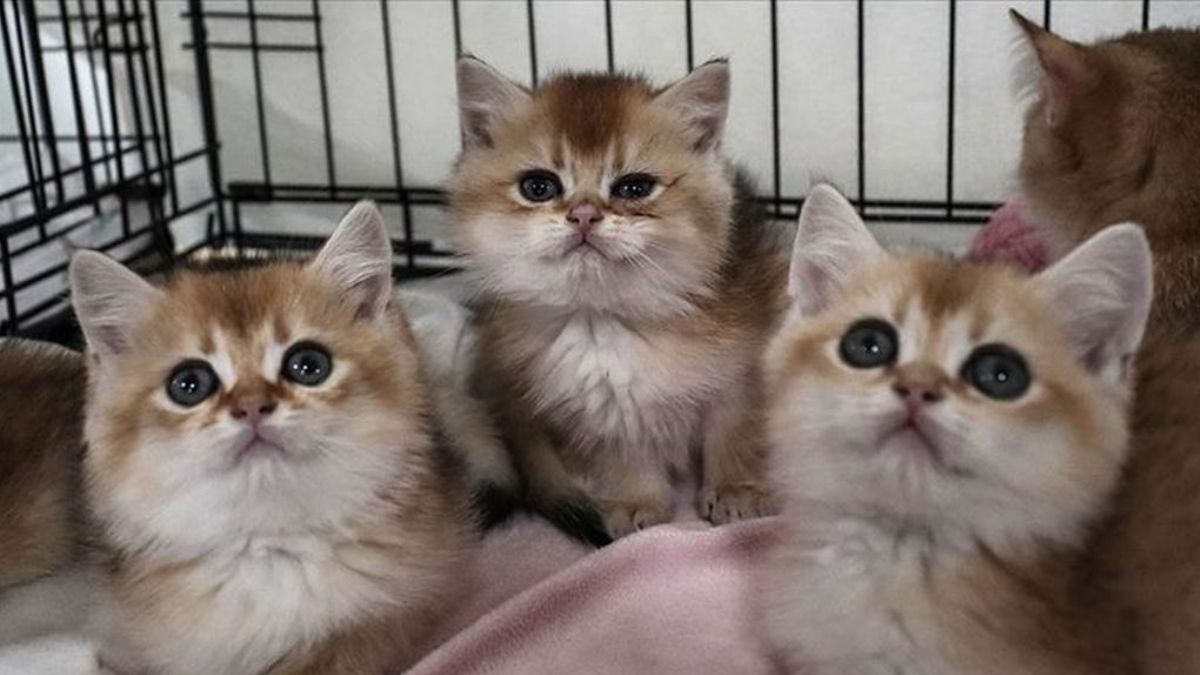 Kedi ve köpekler için yeni dönem