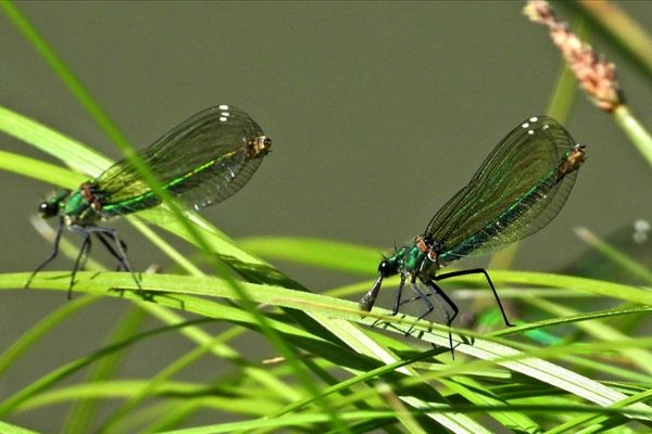 ASELSAN böcek boyutunda mikro İHA üzerinde çalışıyor