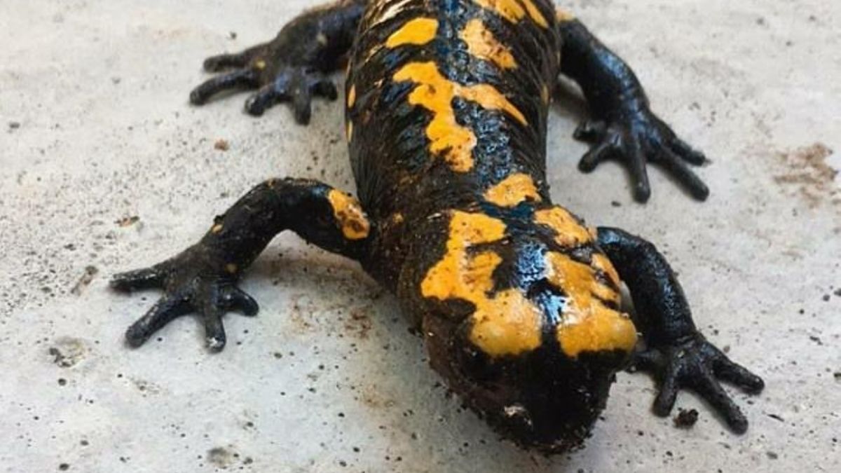 Nesli tehdit altında, Osmaniye'de görüldü