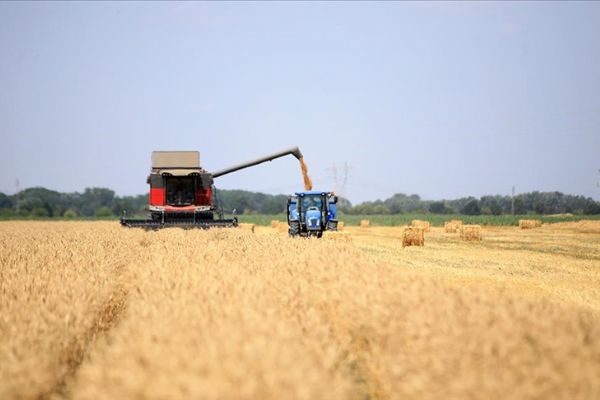 Trakya'da sertifikalı buğday tohumu verimiyle öne çıkıyor