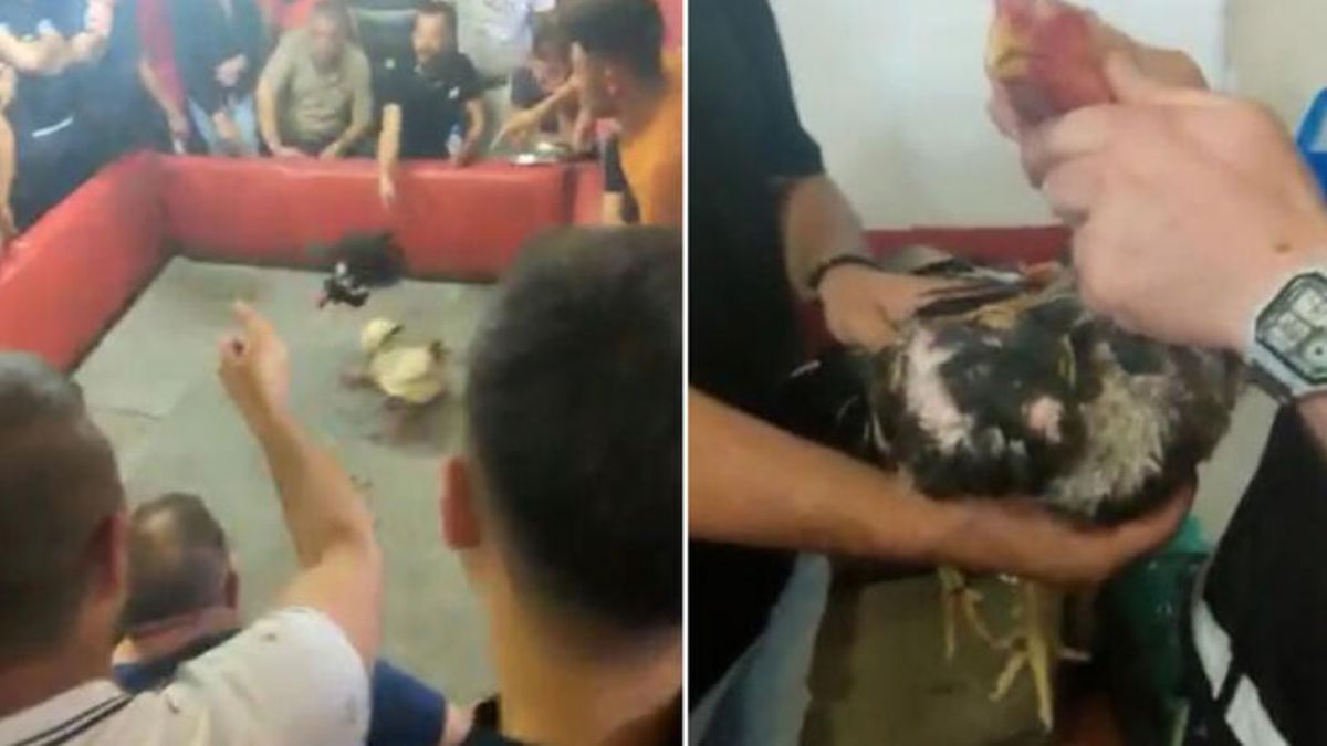 Horoz dövüşü yaptırılan derneğe baskın! 46 horoza el konuldu