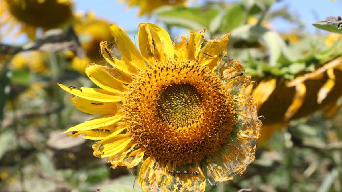 Trakya’da ayçiçek tarlaları çayır tırtılı istilası altında