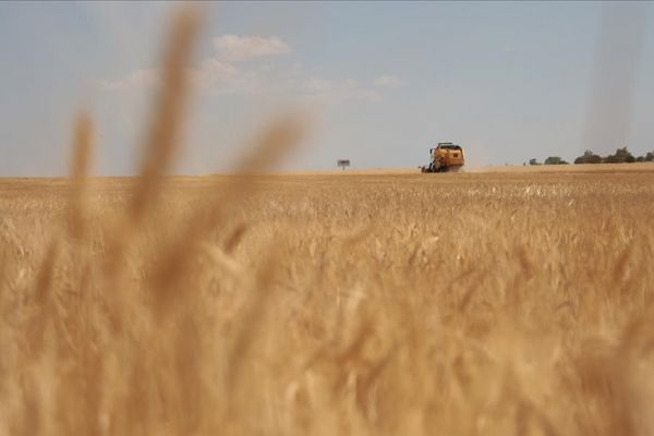 Adıyamanlı çiftçiler: Yüksek fiyattan buğday topluyorlar