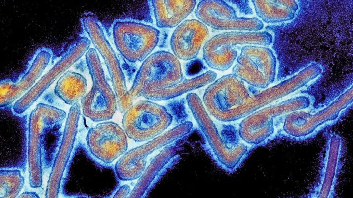 DSÖ yeni salgın ilan etti! Ölüm oranı yüzde 90, tedavisi yok