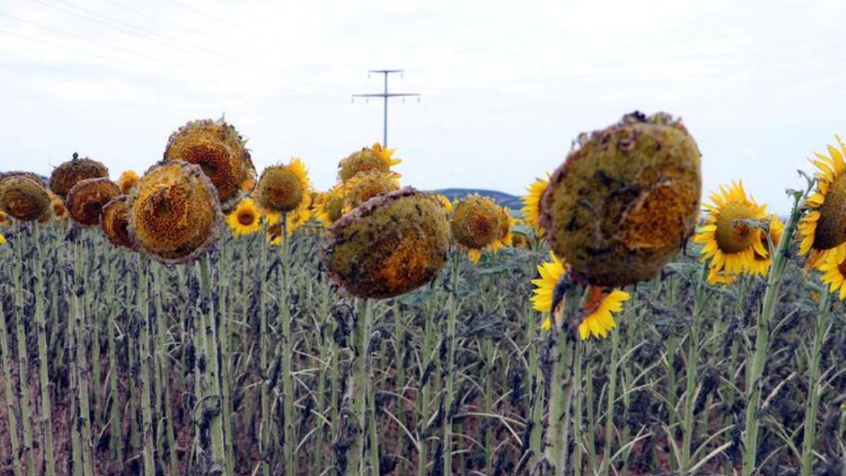 Ayçiçeği tarlalarına çayır tırtılı zarar verdi! Bakanlıktan inceleme