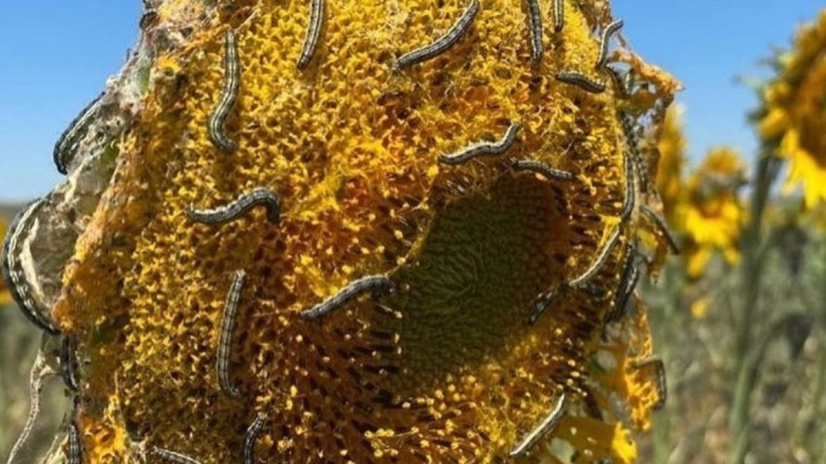 Bakanlıktan 'tırtıl istilası' ile ilgili rekolte kaybı açıklaması