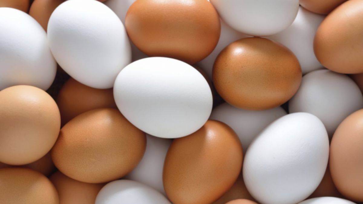 Yumurtaya ne kadar zam geldi? 1 koli yumurta ne kadar oldu? Yumurtaya zam mı geldi?