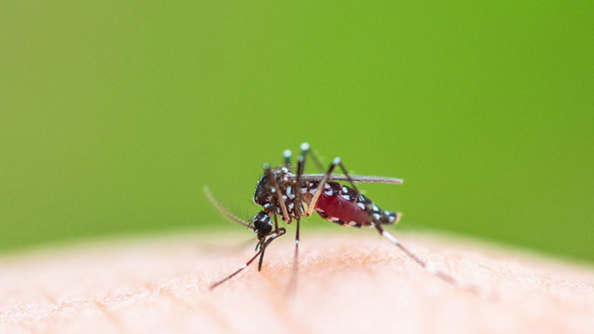 Sivrisinekler ''katilden'' intikamlarını aldı!