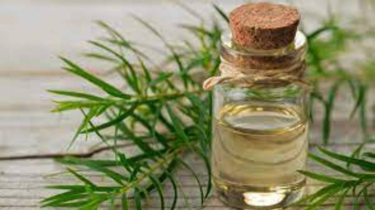 Çay ağacı yağı nedir, faydaları nelerdir?