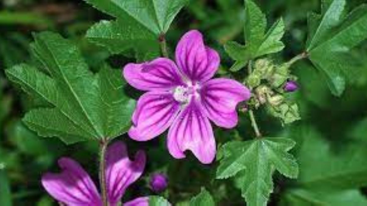 Ebegümecinin faydaları ve zararları nelerdir?