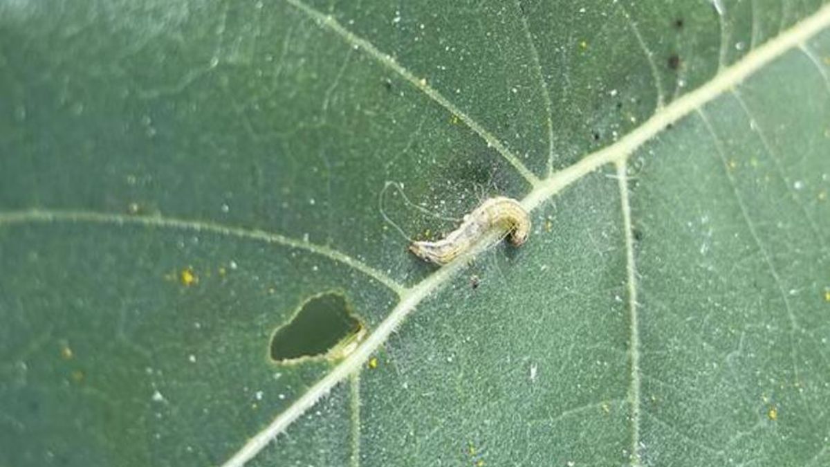 İstanbul'da 4 ilçede çayır tırtılı alarmı